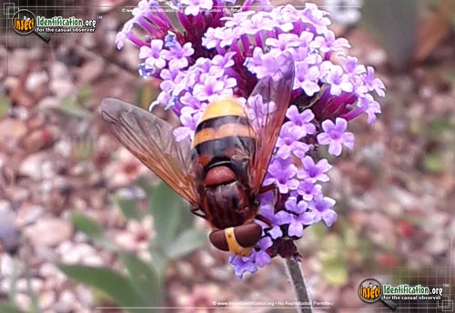 Thumbnail image #2 of the Hornet-Mimic-Hover-Fly