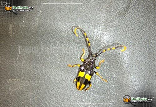 Thumbnail image #2 of the Horse-Bean-Longhorn-Beetle