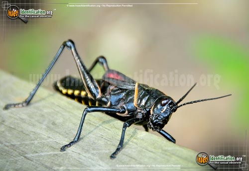 Thumbnail image #2 of the Horse-Lubber-Grasshopper