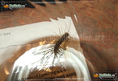 Thumbnail image #14 of the House-Centipede