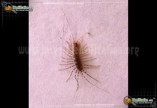 Thumbnail image #9 of the House-Centipede