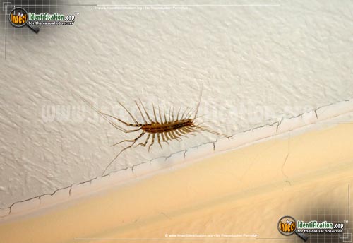 Thumbnail image #7 of the House-Centipede