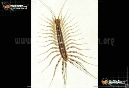 Thumbnail image #5 of the House-Centipede