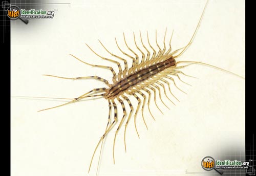 Thumbnail image #3 of the House-Centipede