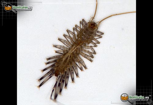Thumbnail image #11 of the House-Centipede