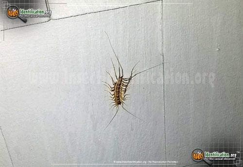 Thumbnail image #13 of the House-Centipede