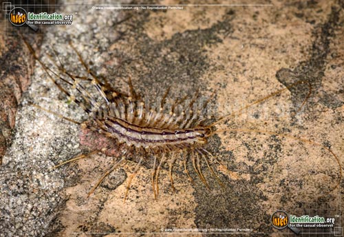 Thumbnail image #6 of the House-Centipede