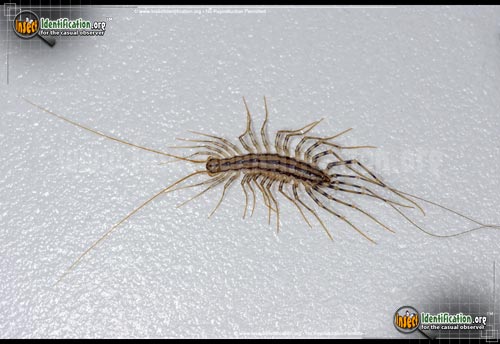 Thumbnail image #4 of the House-Centipede