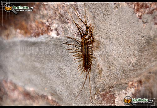 Thumbnail image #2 of the House-Centipede