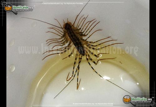 Thumbnail image #8 of the House-Centipede