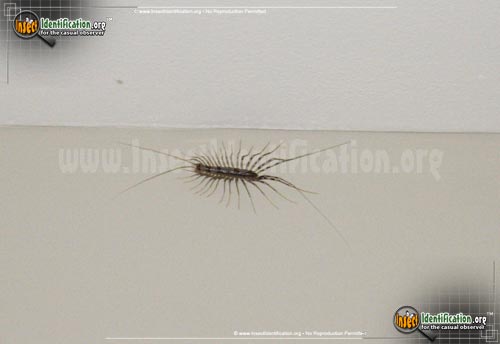 Thumbnail image #12 of the House-Centipede