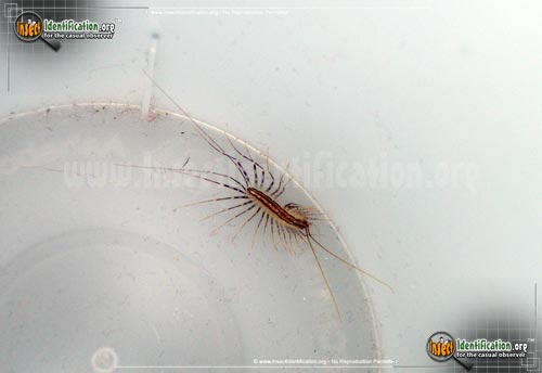 Thumbnail image #10 of the House-Centipede