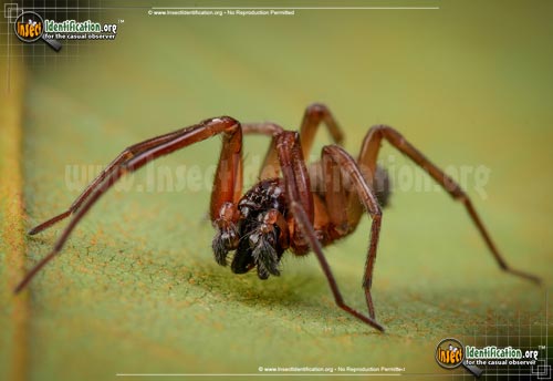 Thumbnail image of the House-Spider