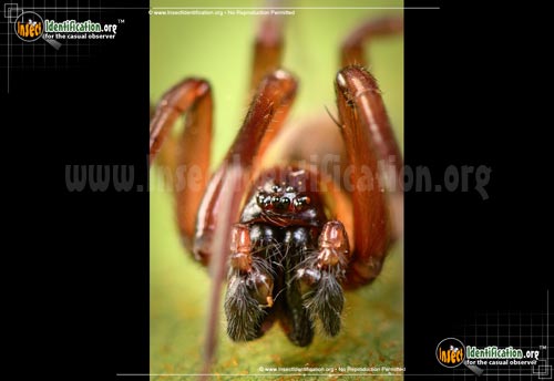 Thumbnail image #2 of the House-Spider
