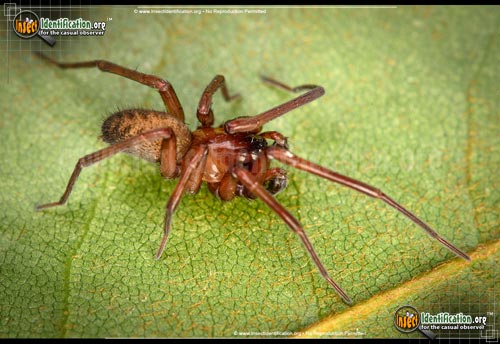 Thumbnail image #3 of the House-Spider