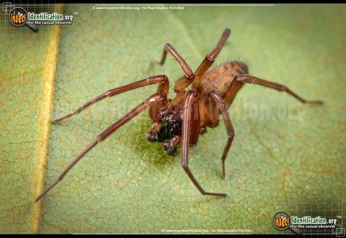 Thumbnail image #4 of the House-Spider