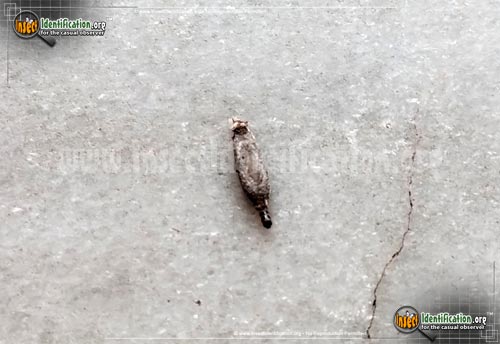 Thumbnail image of the Household-Casebearer-Moth