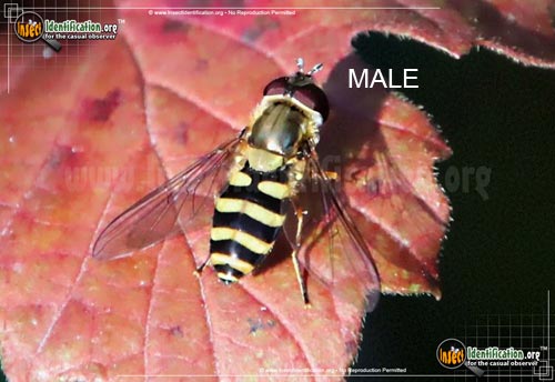 Thumbnail image of the Hover-Fly-Epistrophe-grossulariae