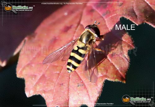 Thumbnail image #2 of the Hover-Fly-Epistrophe-grossulariae