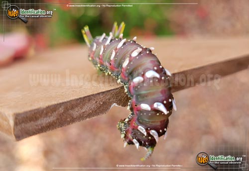 Thumbnail image #2 of the Hubbards-small-silkmoth
