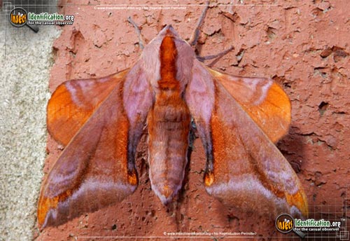 Thumbnail image of the Huckleberry-Sphinx-Moth