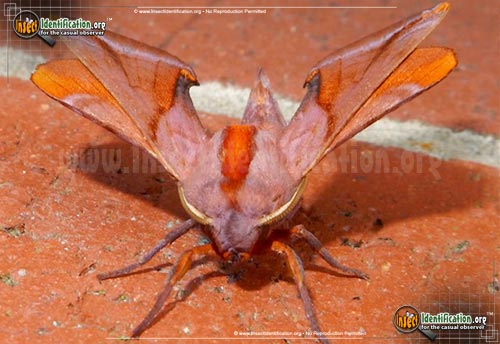 Thumbnail image #2 of the Huckleberry-Sphinx-Moth