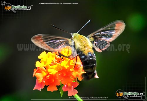 Thumbnail image #8 of the Hummingbird-Moth