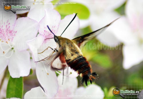 Thumbnail image #2 of the Hummingbird-Moth