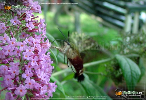 Thumbnail image #11 of the Hummingbird-Moth