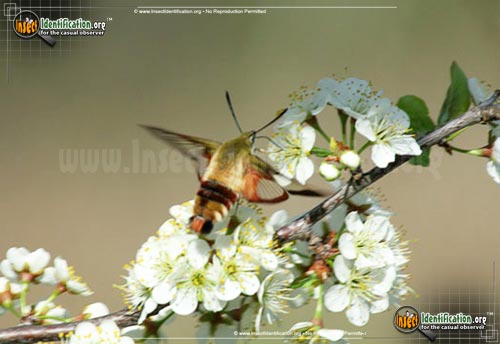 Thumbnail image #7 of the Hummingbird-Moth