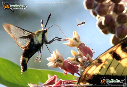 Thumbnail image #9 of the Hummingbird-Moth