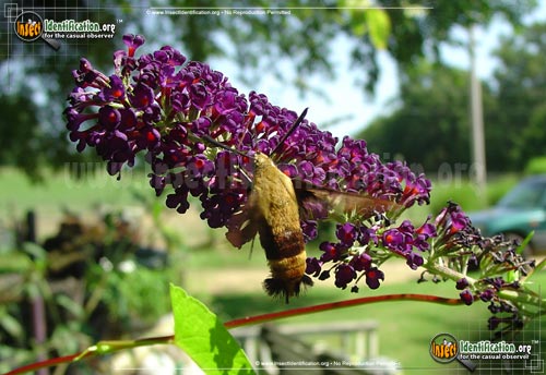 Thumbnail image of the Hummingbird-Moth