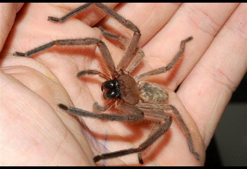 Thumbnail image #3 of the Huntsman-Spider