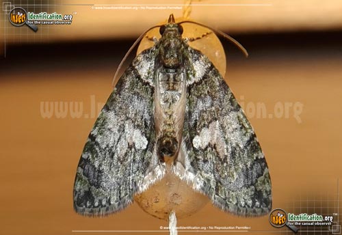 Thumbnail image of the Hydriomena-Moth