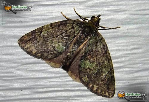 Thumbnail image #2 of the Hydriomena-Moth