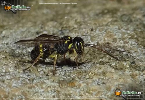 Thumbnail image #2 of the Hyperparasitic-Wasp