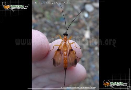 Thumbnail image of the Ichneumon-Wasp-Acrotaphus-wiltii