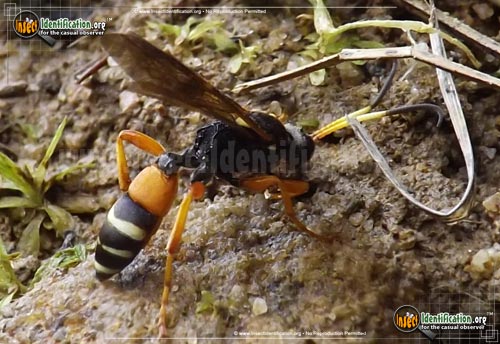 Thumbnail image of the Ichneumon-Wasp-ambulatorius