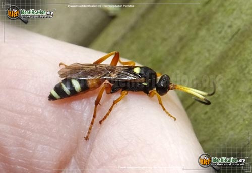Thumbnail image #2 of the Ichneumon-Wasp-ambulatorius