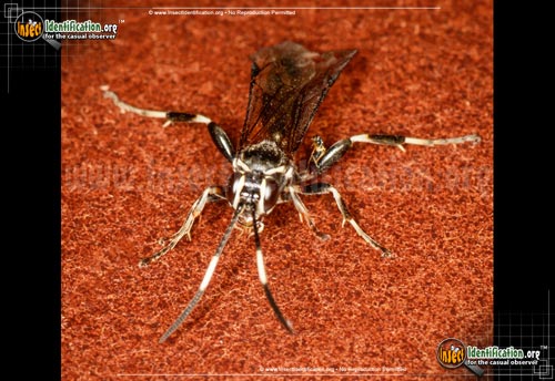 Thumbnail image #2 of the Ichneumon-Wasp-Coelichneumon