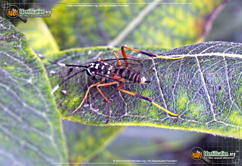 Thumbnail image of the Ichneumon-Wasp-Diradops-bethunei