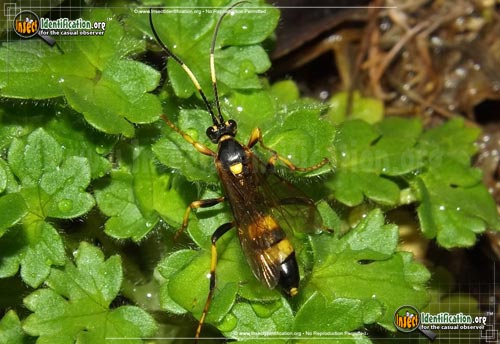 Thumbnail image of the Ichneumon-Wasp-various