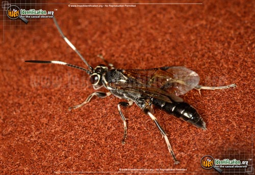 Thumbnail image #2 of the Ichneumon-Wasp-various