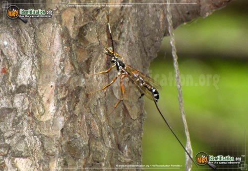 Thumbnail image #3 of the Ichneumon-Wasp-various