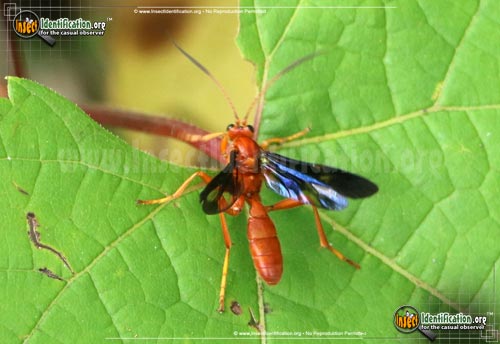Thumbnail image #6 of the Ichneumon-Wasp-various