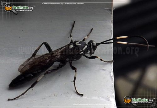 Thumbnail image #7 of the Ichneumon-Wasp-various
