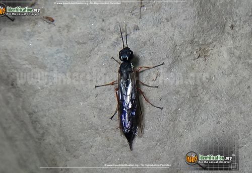 Thumbnail image #8 of the Ichneumon-Wasp-various