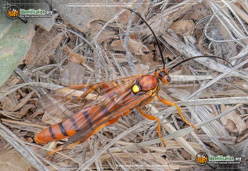 Thumbnail image of the Ichneumon-Wasp-Ichneumonini