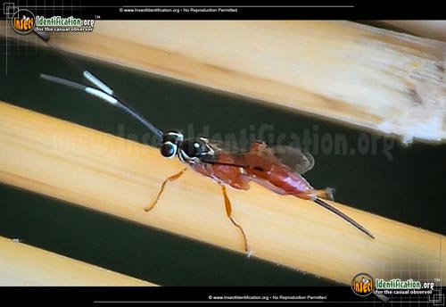 Thumbnail image of the Ichneumon-Wasp-Mesostenus-thoracicus