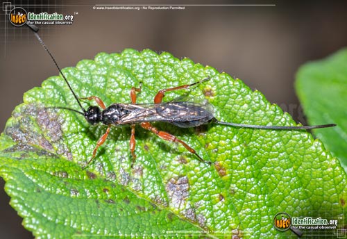 Thumbnail image of the Ichneumon-Wasp-Odontocolon